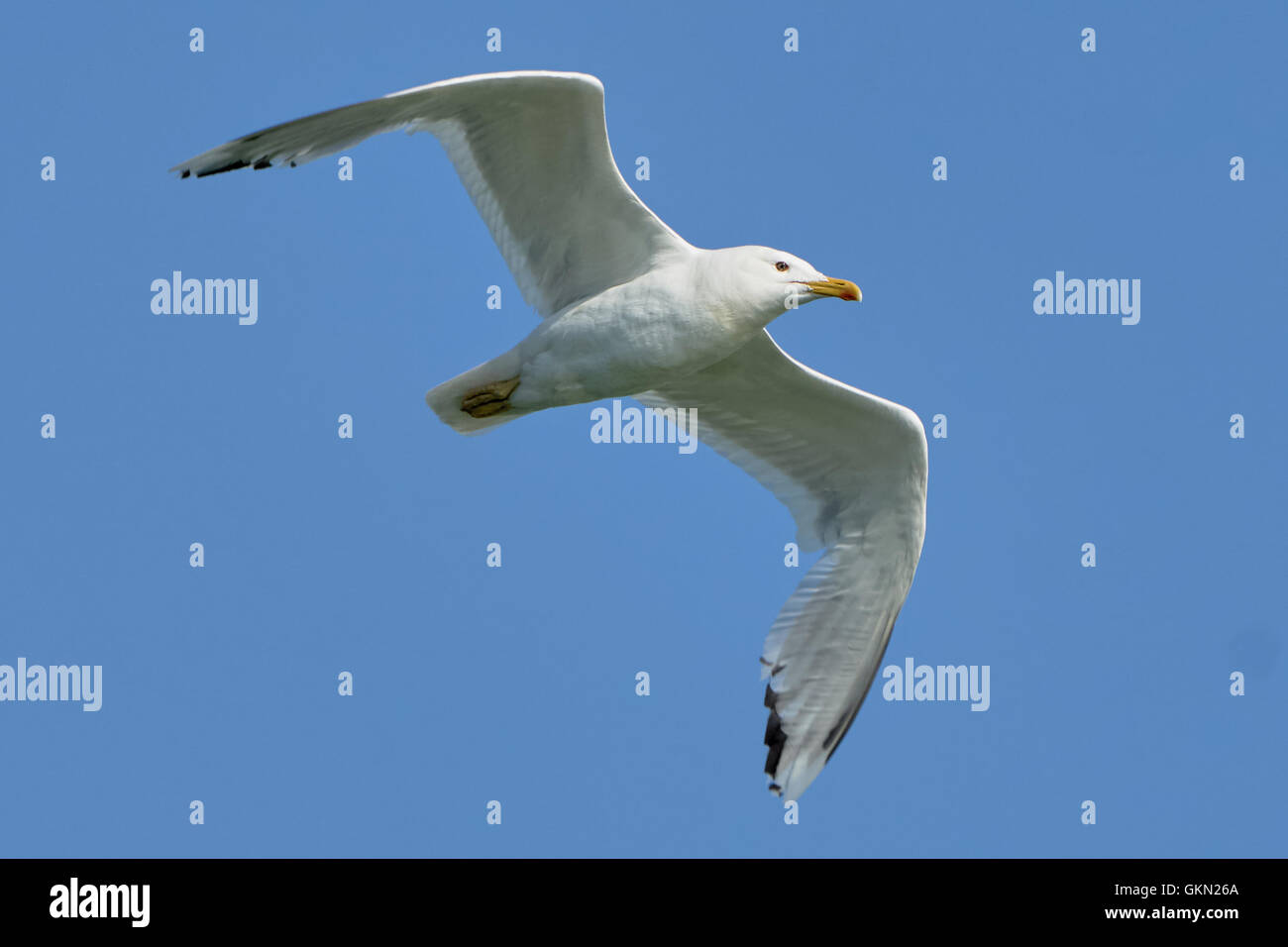 White seagull in flight against a blue sky Stock Photo - Alamy