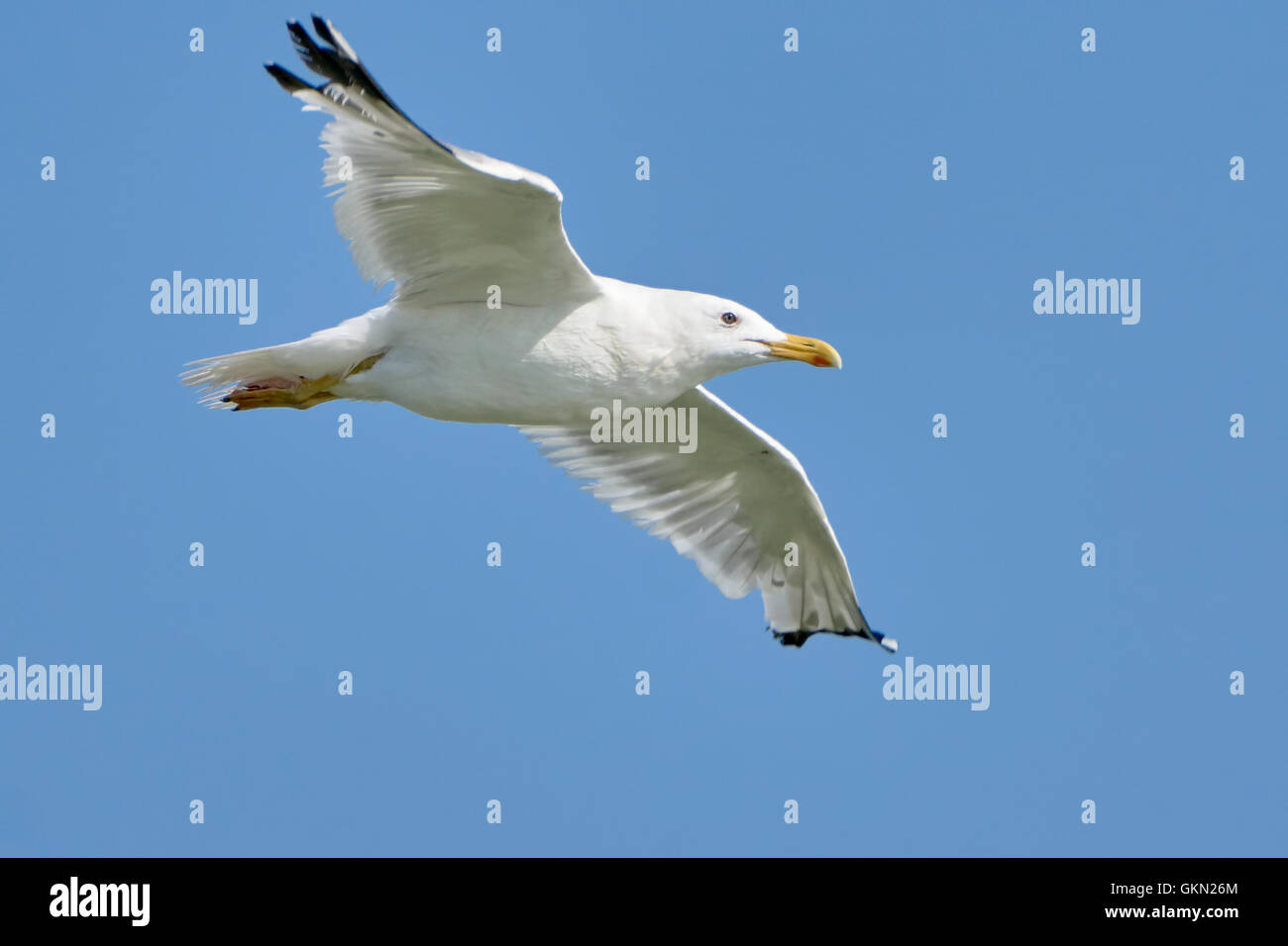 White seagull in flight against a blue sky Stock Photo - Alamy