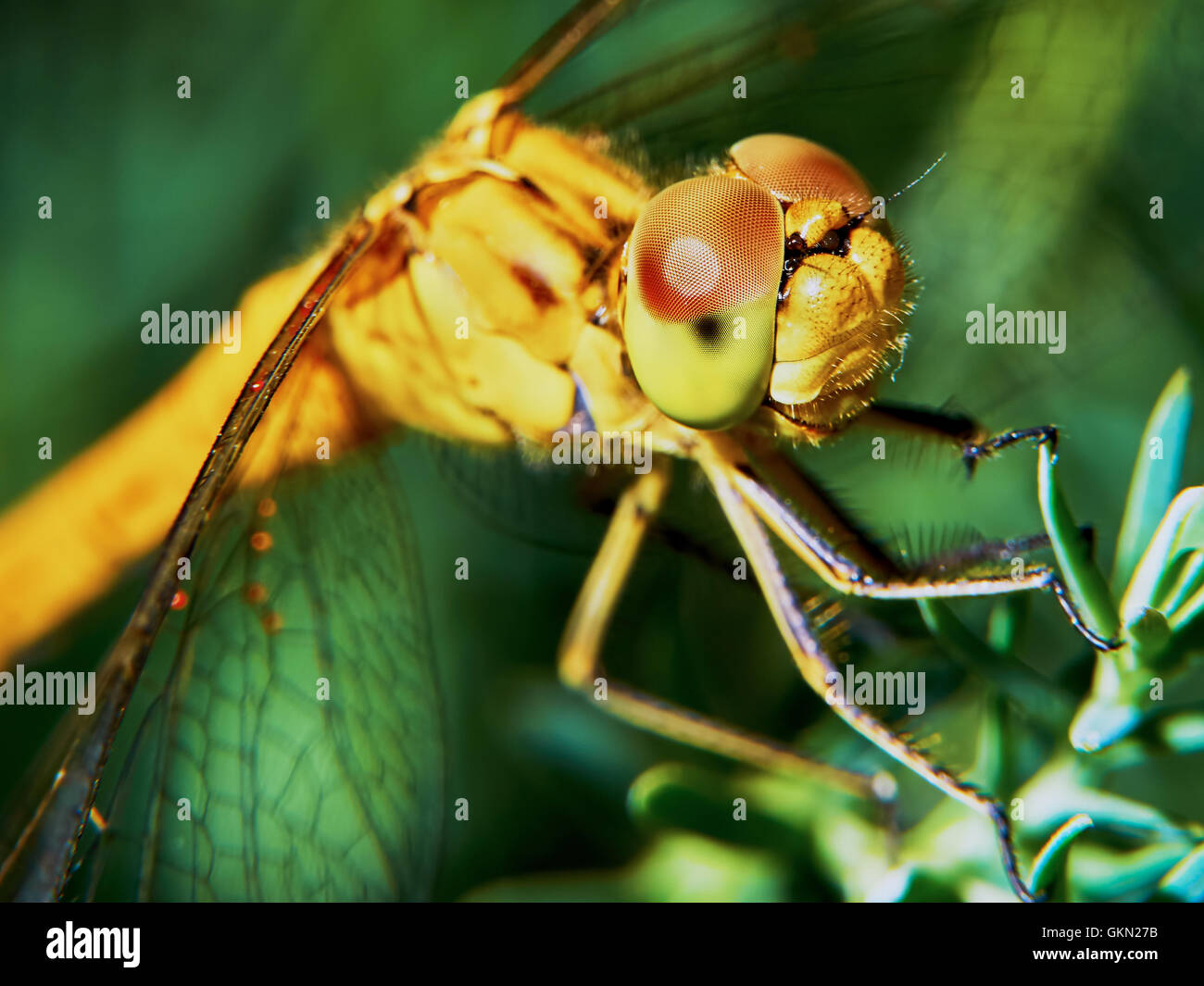 Dragonfly in the garden on a branch closeup Stock Photo - Alamy