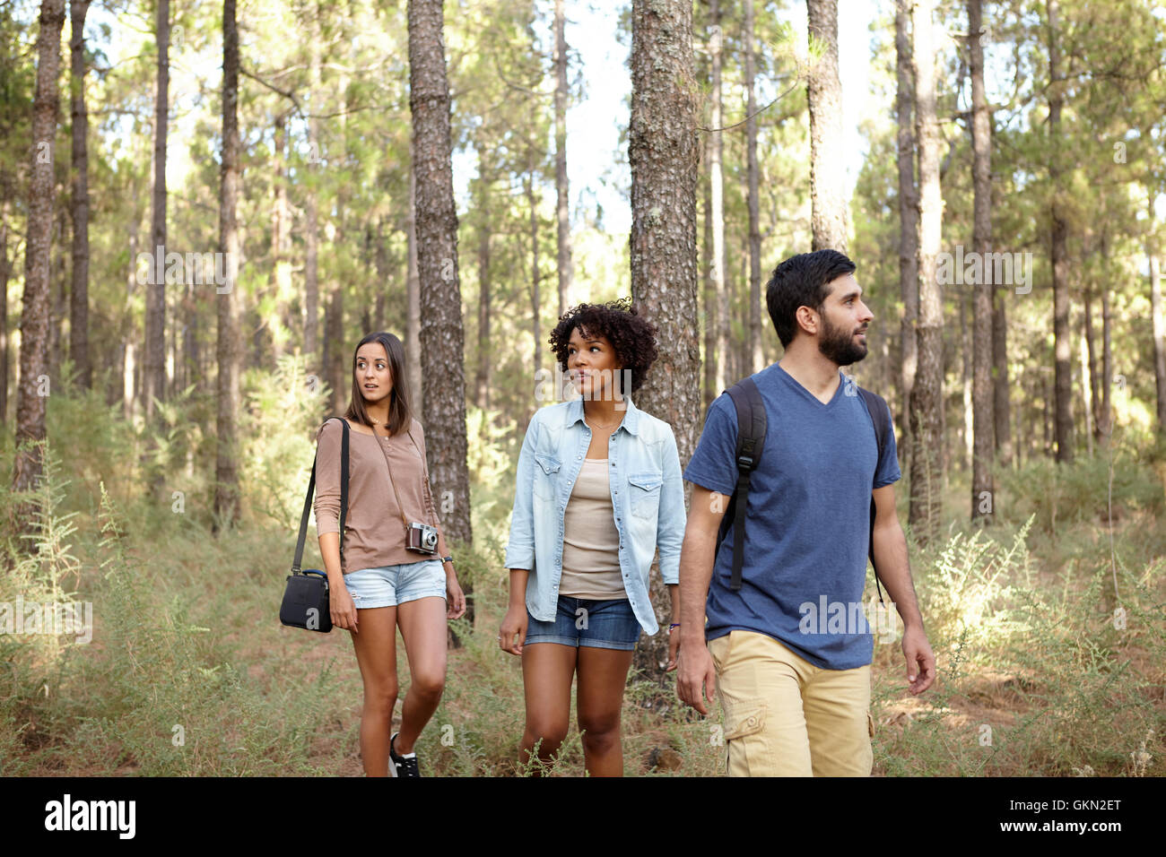 Three friends strolling leisurely through a pine tree forest in the late afternoon sunshine while wearing casual clothing Stock Photo