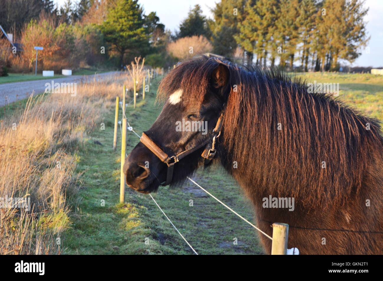 Laughing or chuckle horse is happy at sunset. Stock Photo