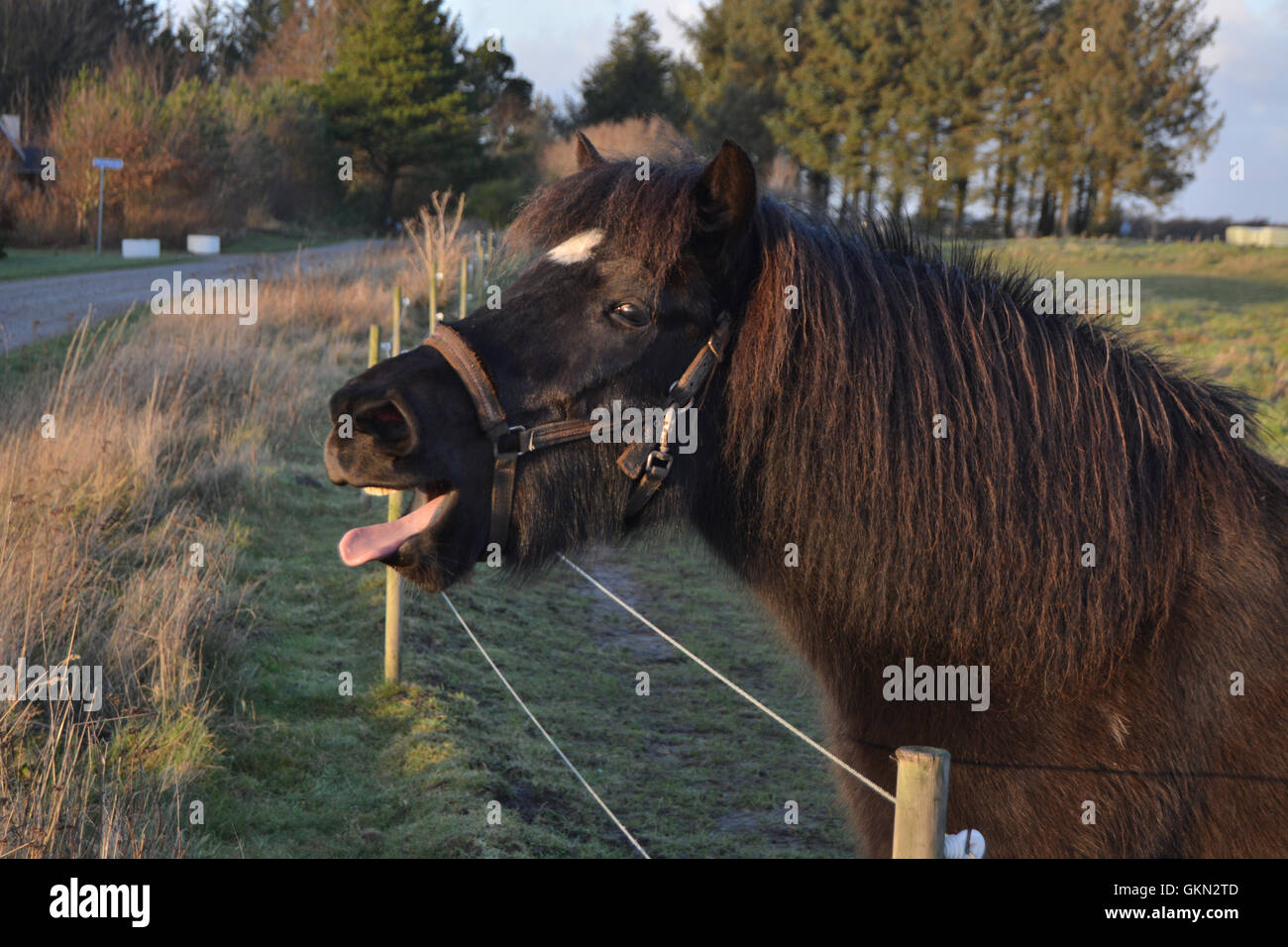 A horse stick out its tongue and making a funny face. The horse look cheeky and happy Stock