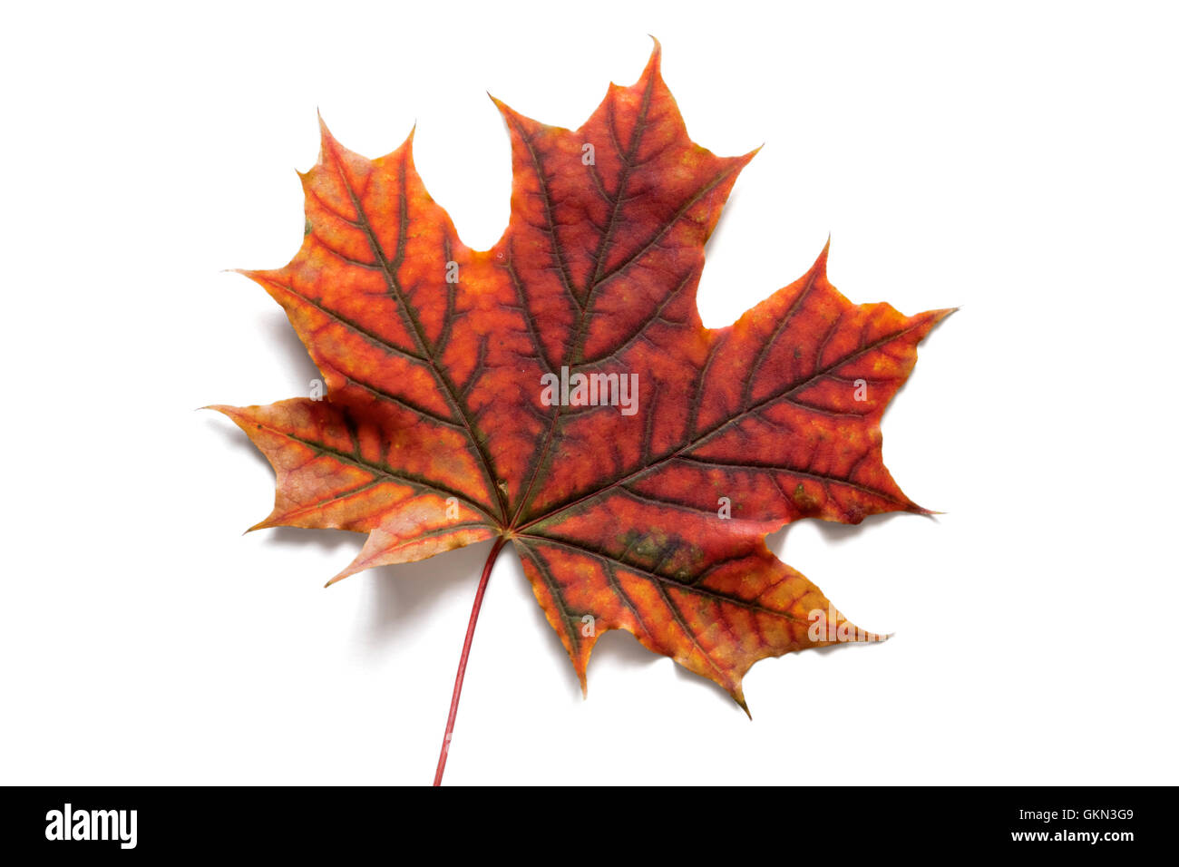 Autumn dry maple leaf on a white background Stock Photo - Alamy