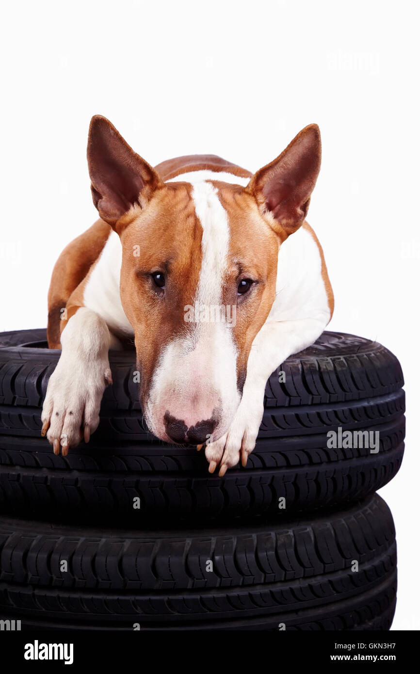 English bull terrier profile hi-res stock photography and images - Alamy