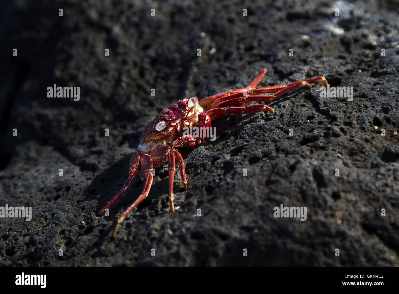 red crab shell Stock Photo - Alamy