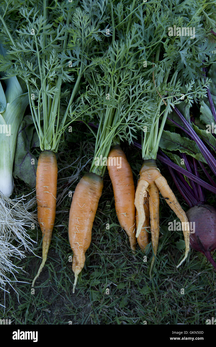 carrots beet leak Stock Photo Alamy