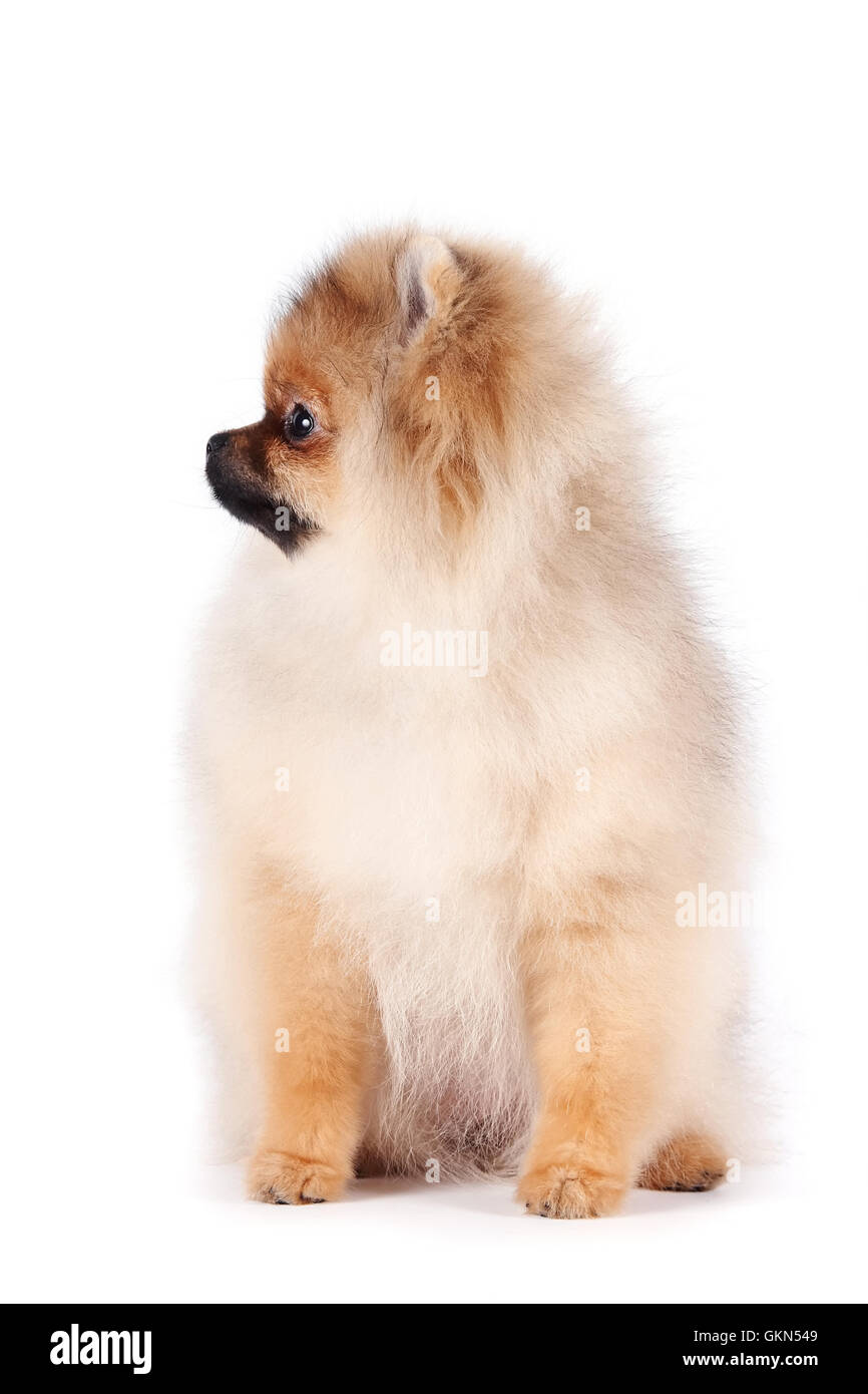 Puppy of a spitz-dog Stock Photo - Alamy