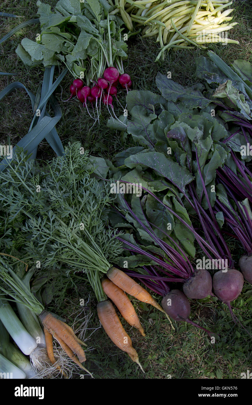 Picture of Fresh garden harvest Stock Photo - Alamy