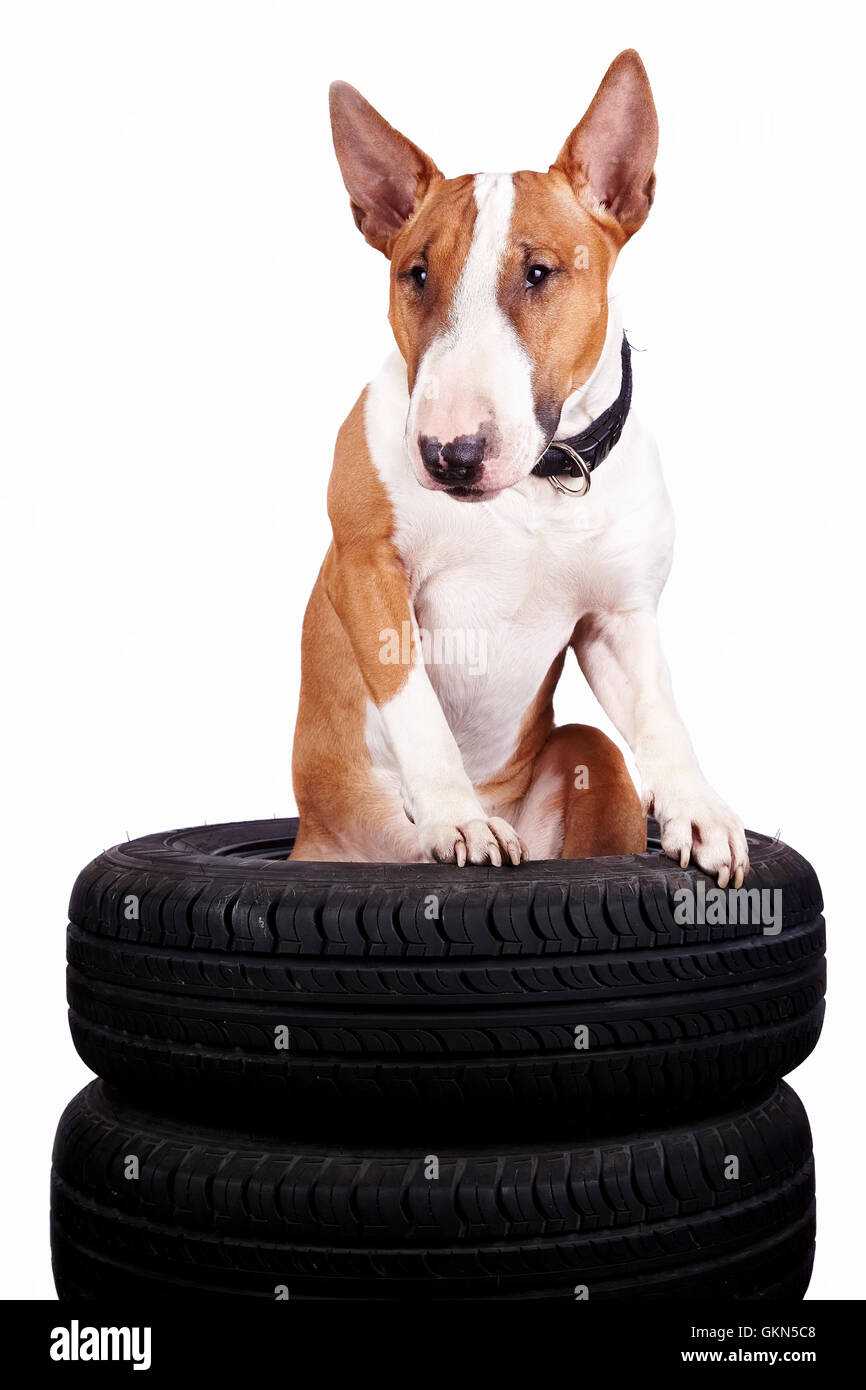 English bull terrier profile hi-res stock photography and images - Alamy
