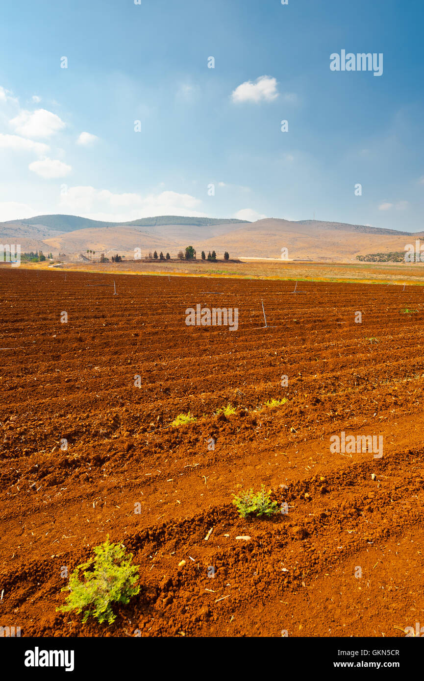 Field in Israel Stock Photo - Alamy