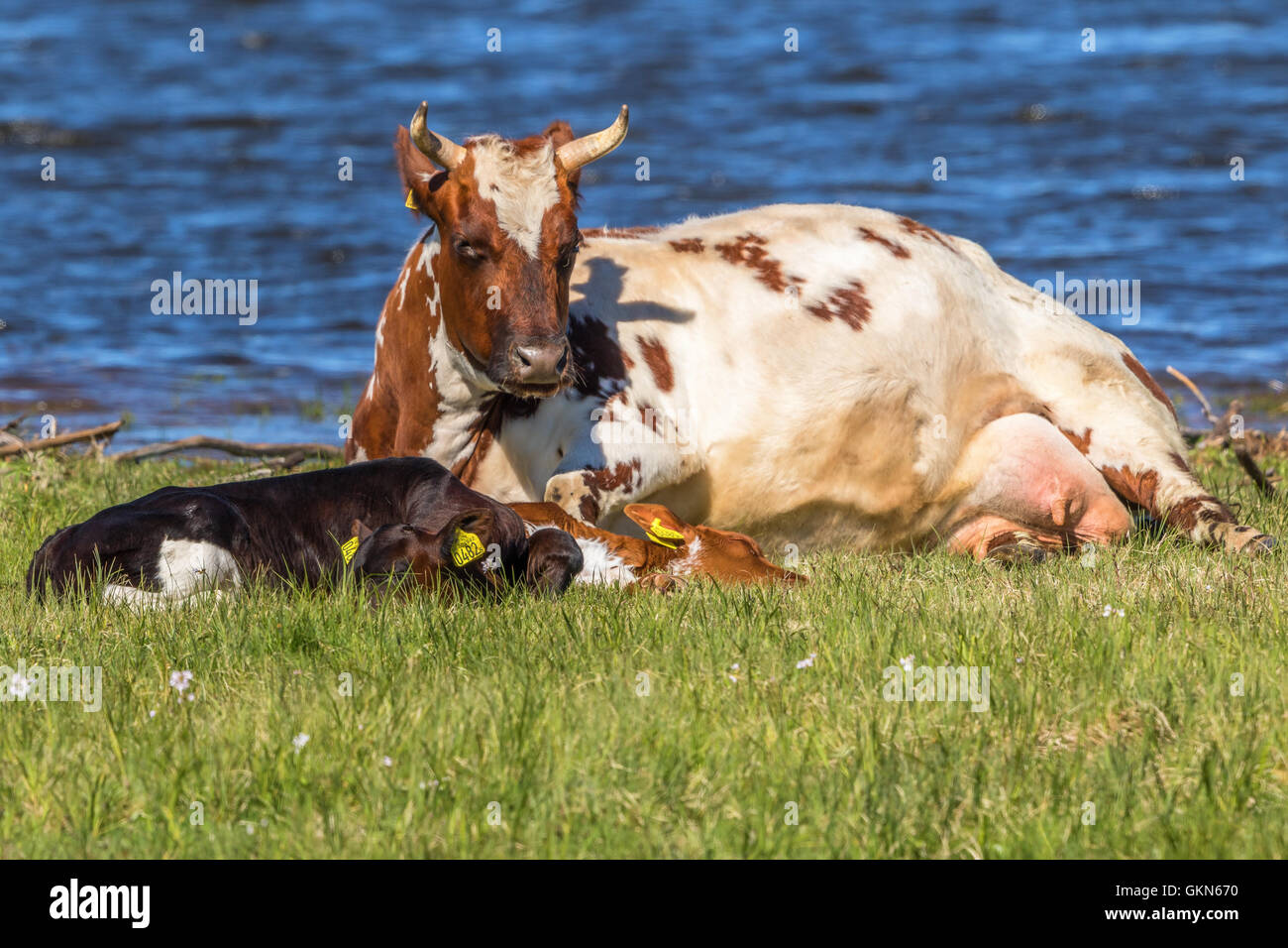 Brown Dairy Cow Lying Down High Resolution Stock Photography and Images ...