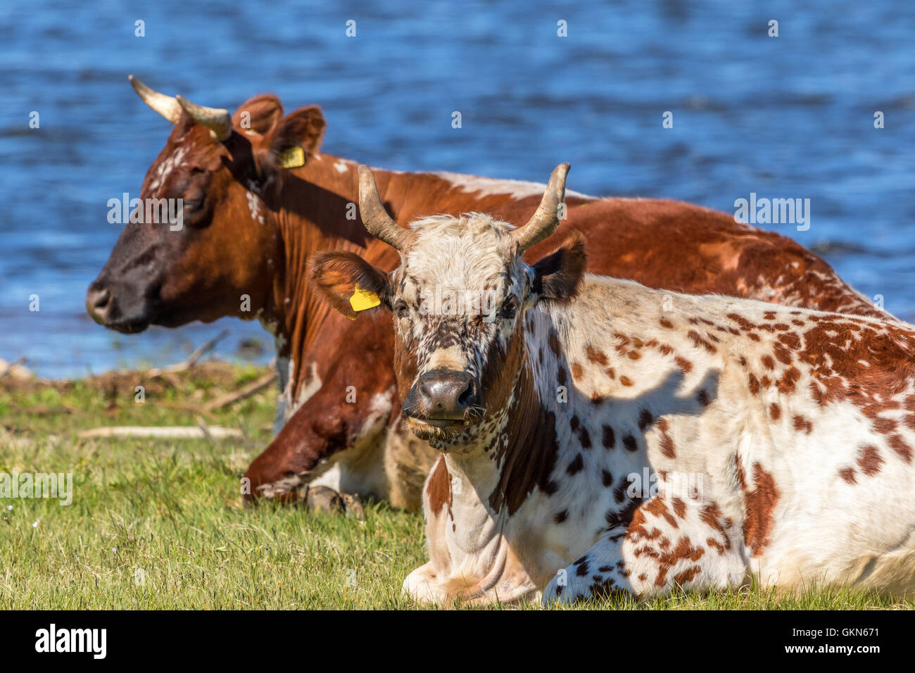 Brown Dairy Cow Lying Down High Resolution Stock Photography and Images ...