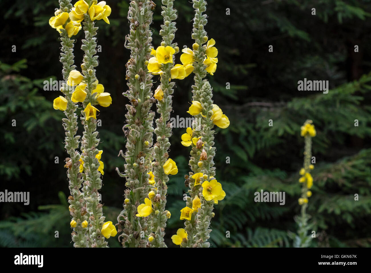 Great mullein / common mullein (Verbascum thapsus) in flower Stock Photo