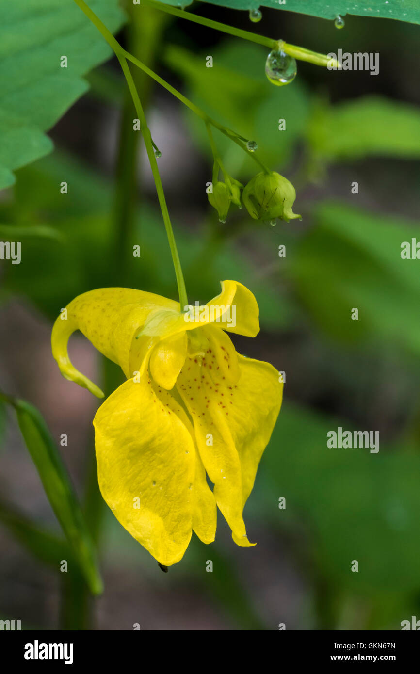 Touch-me-not balsam / yellow Balsam / wild balsam / jewelweed (Impatiens noli-tangere / Balsamina lutea) in flower Stock Photo