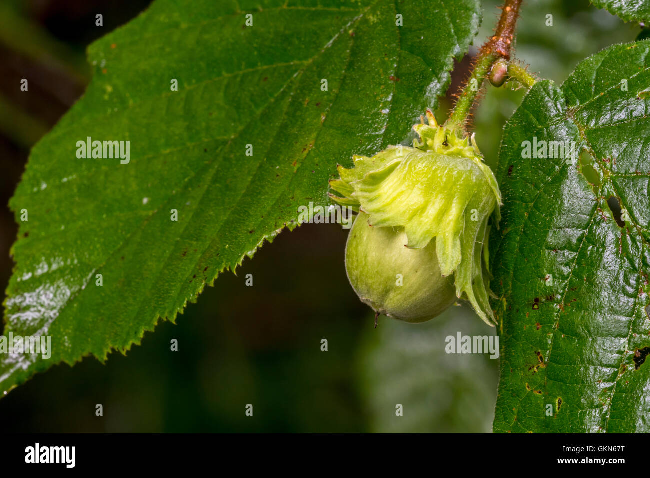 Common hazel (Corylus avellana) close up of leafy involucre / husk and nut in summer Stock Photo