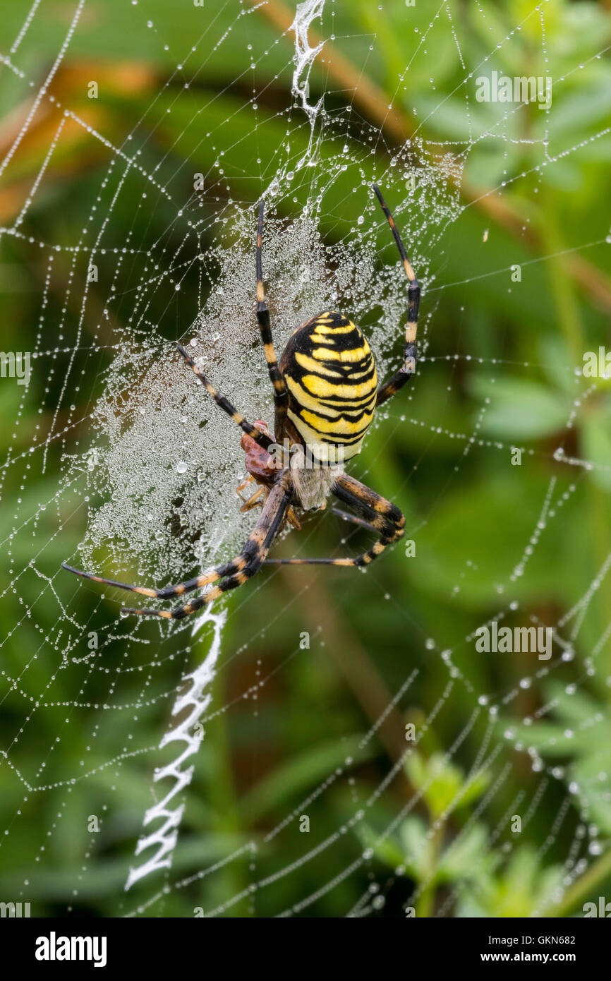 Wasp spider (Argiope bruennichi / Aranea brünnichii) feeding on caught insect in spiral orb web Stock Photo