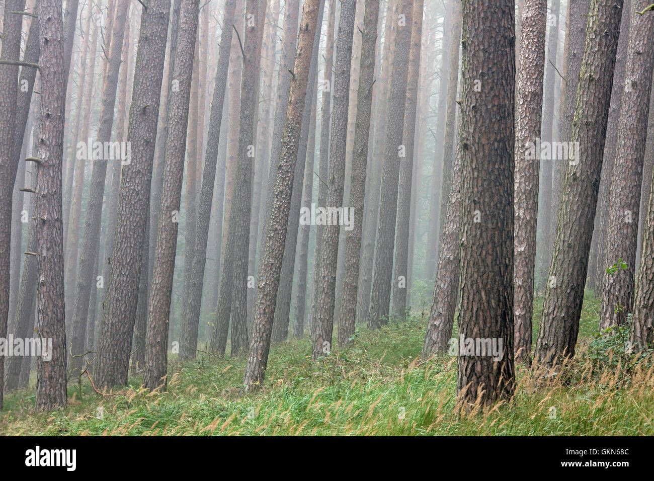 Scots Pine (Pinus sylvestris) tree trunks in coniferous forest in the mist Stock Photo
