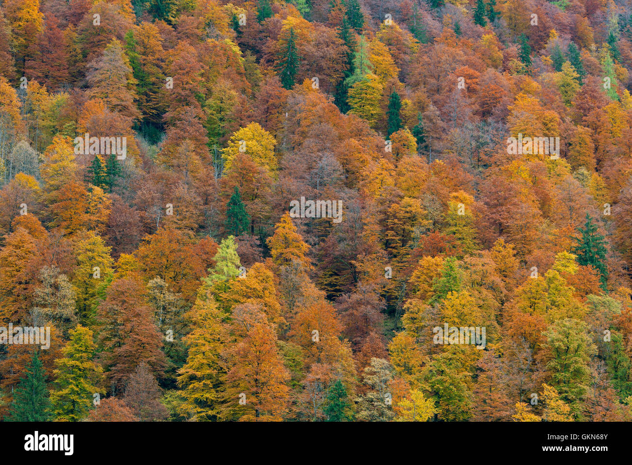 Mixed forest showing foliage of deciduous trees in colourful autumn colours Stock Photo
