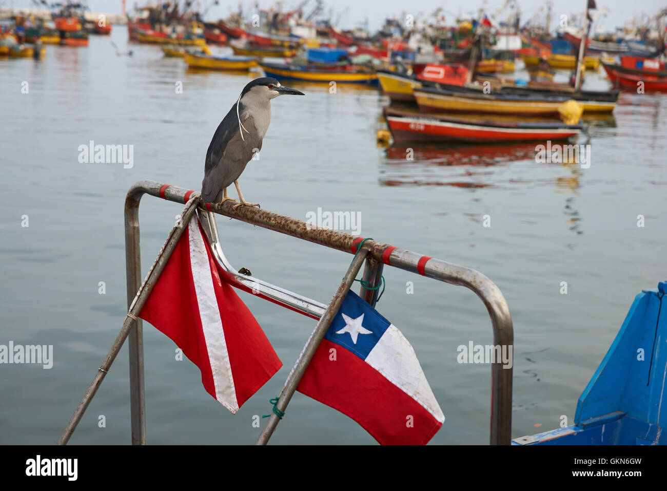 Black Crowned Night Heron (Nycticorax nycticorax) perched on a fishing boat in the harbour at Arica in Northern Chile. Stock Photo