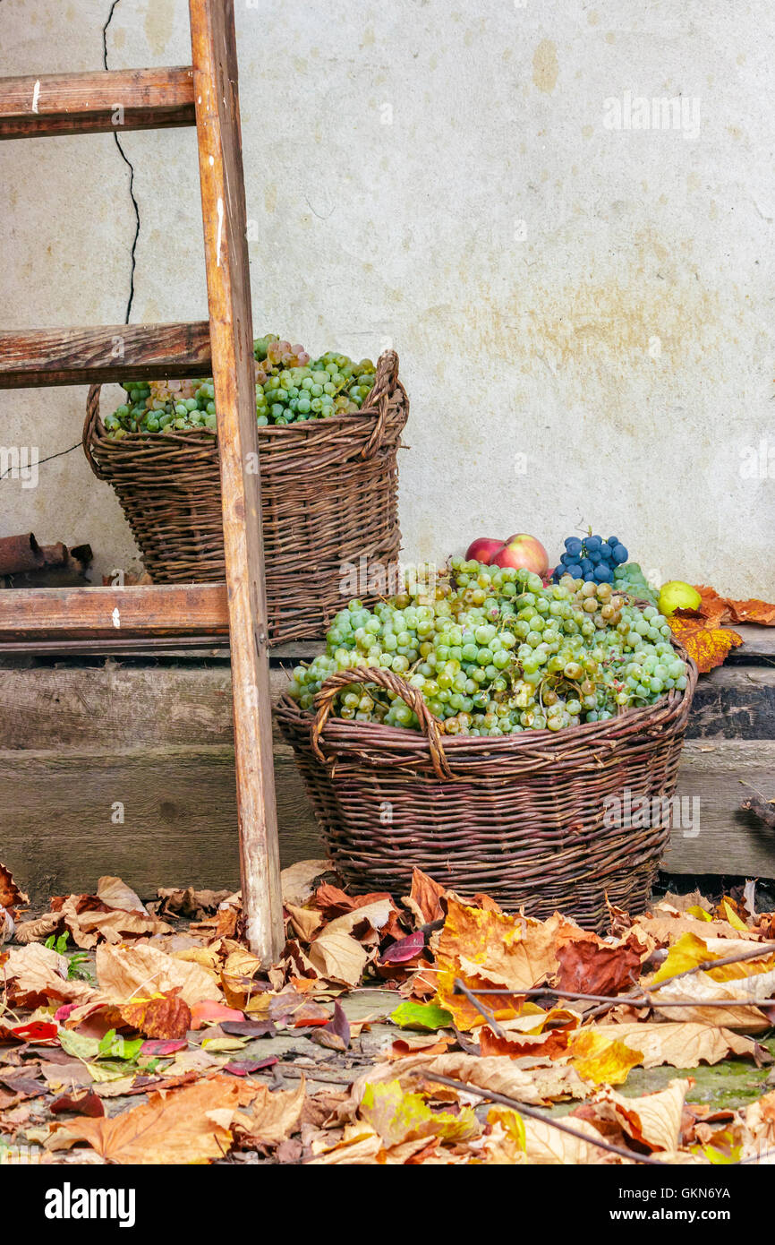 autumn fruit still life with apples, quince, grapes and leaves near the wooden ladder Stock Photo