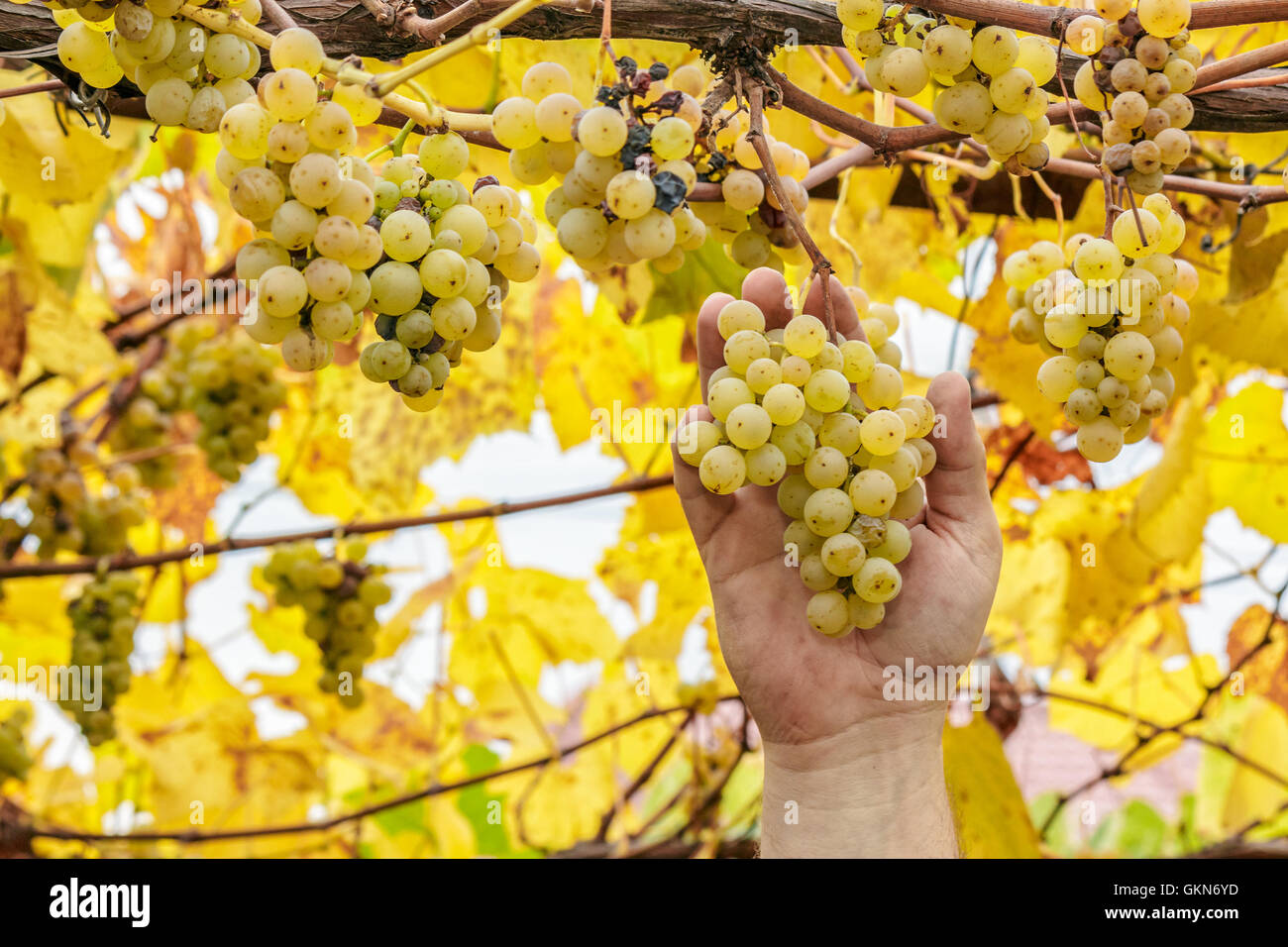 Grapes harvest. Farmer cuts a ripe white grapes in vineyard Stock Photo