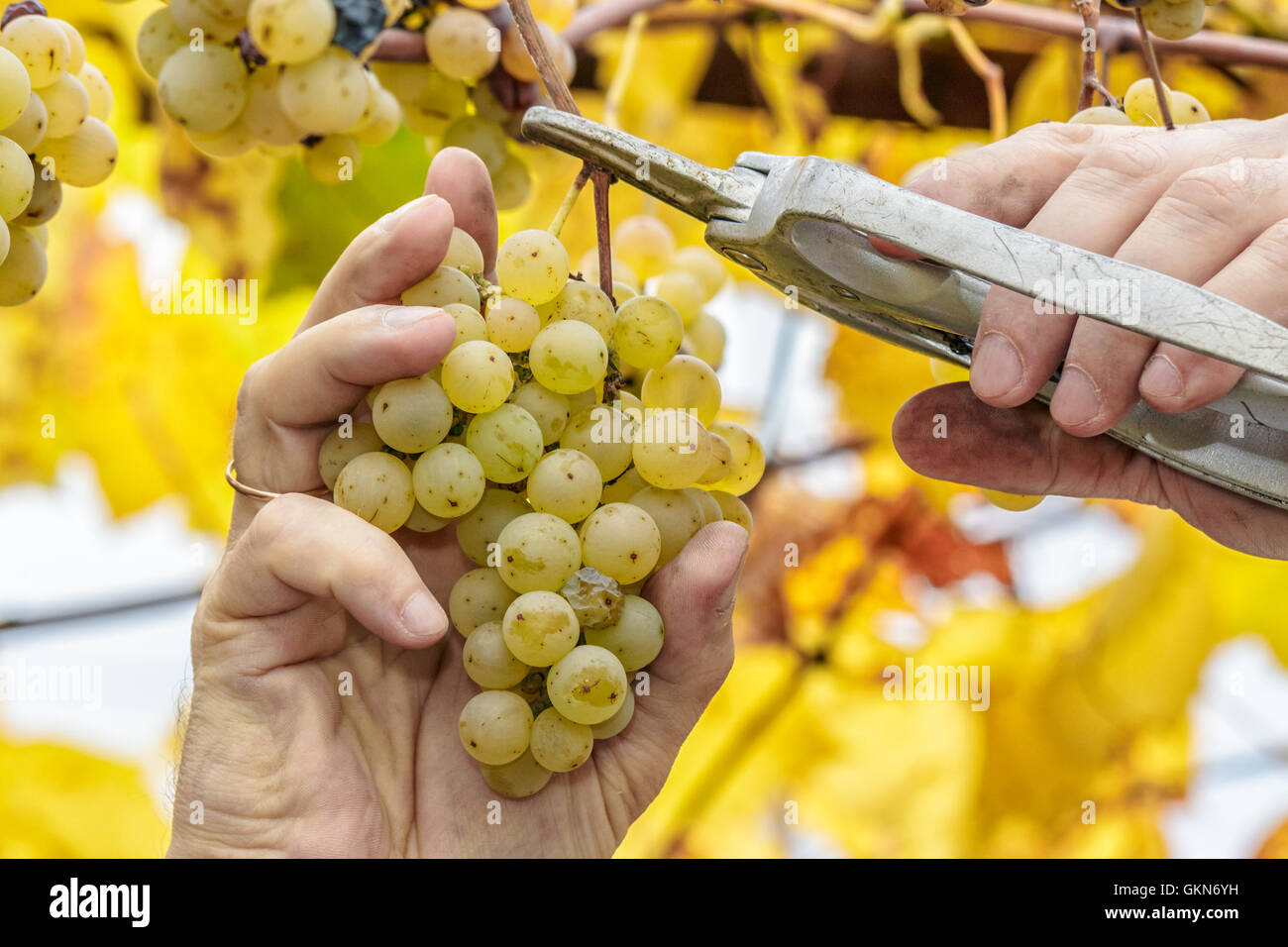 Grapes harvest. Farmer cuts a ripe white grapes in vineyard Stock Photo