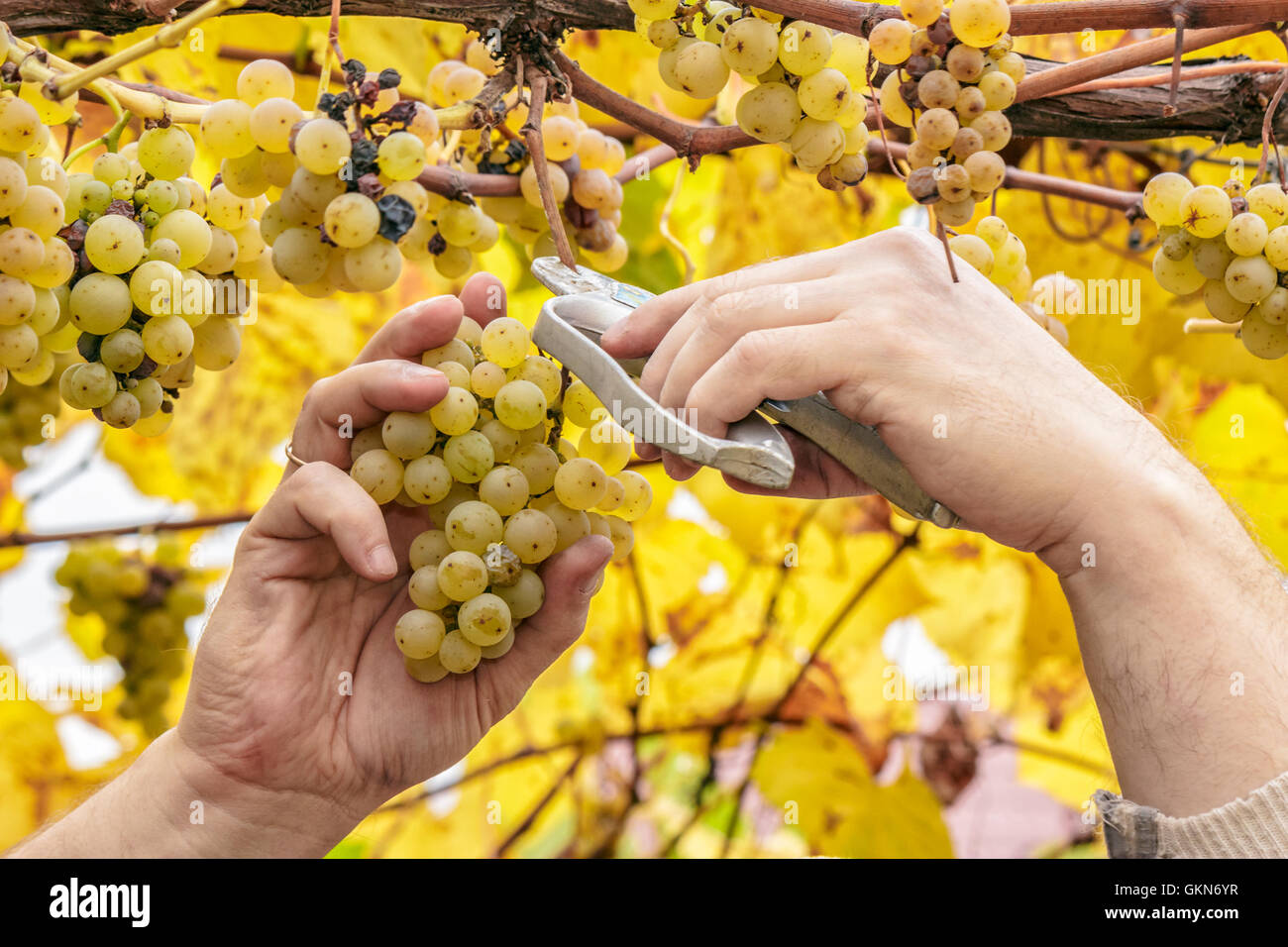 Grapes harvest. Farmer cuts a ripe white grapes in vineyard Stock Photo