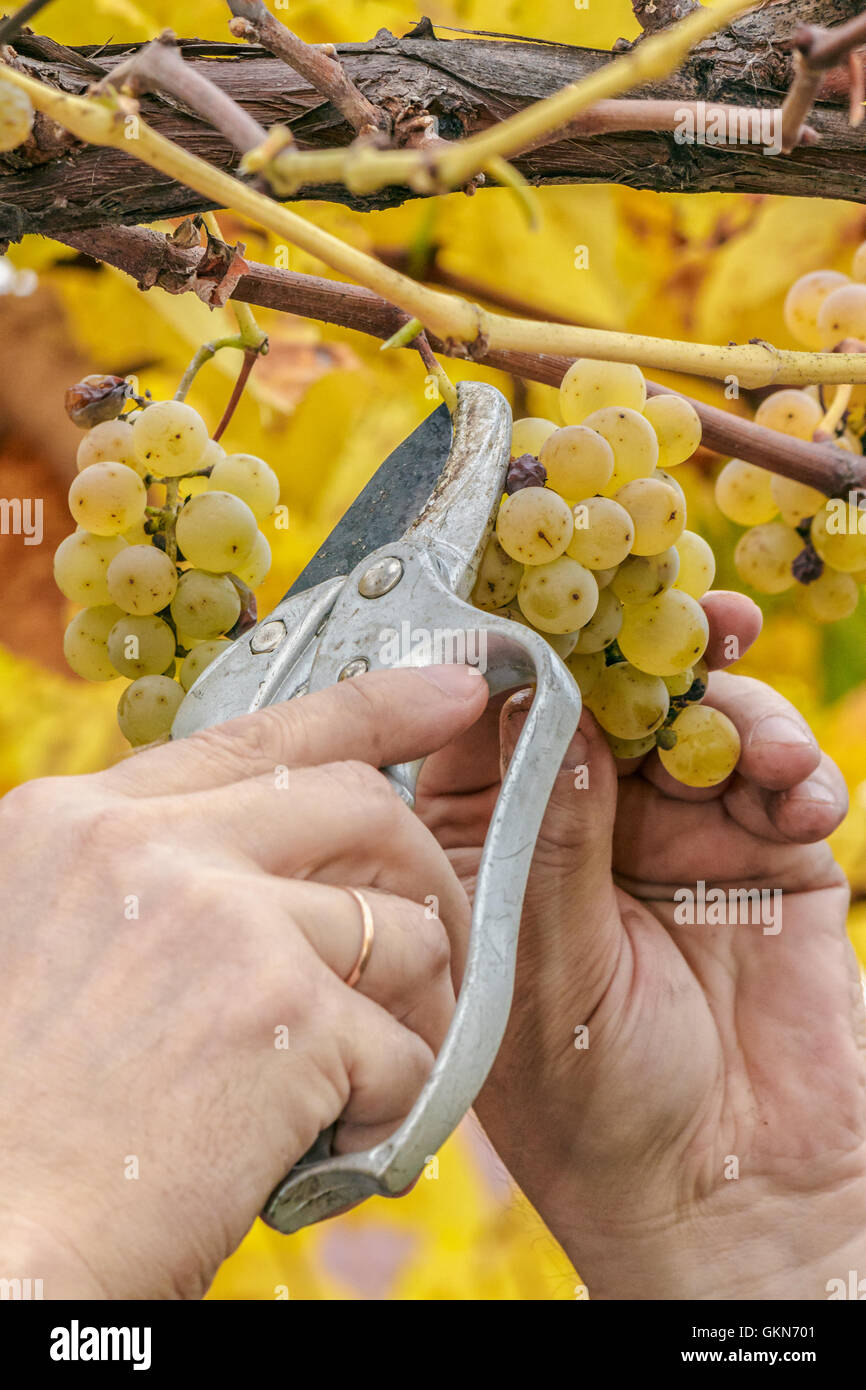 Grapes harvest. Farmer cuts a ripe white grapes in vineyard Stock Photo