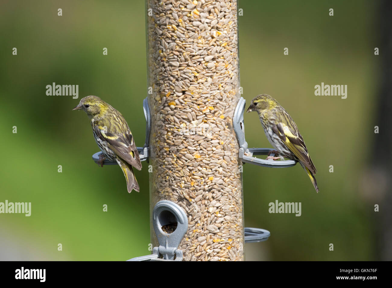 Siskins on large bird feeder Bwlch Nant Yr Arian Visitor Centre Ceredigion Mid Wales Stock Photo