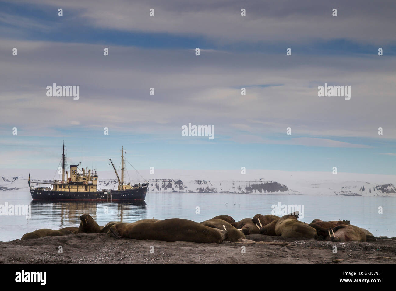 Boat in front of a walrus haulout Stock Photo