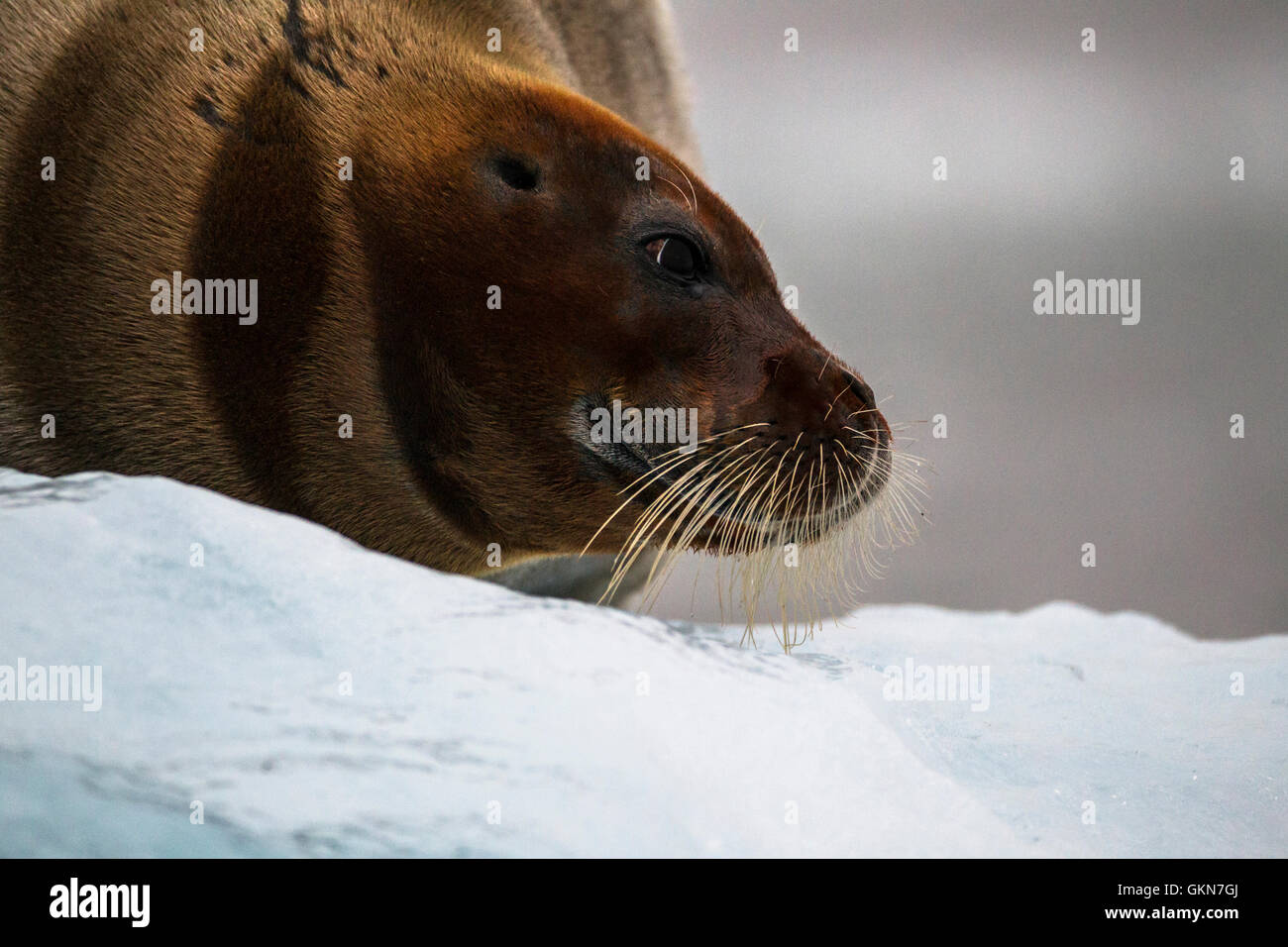 Bearded Seal on the ice at Kings Bay, Svalbard Stock Photo