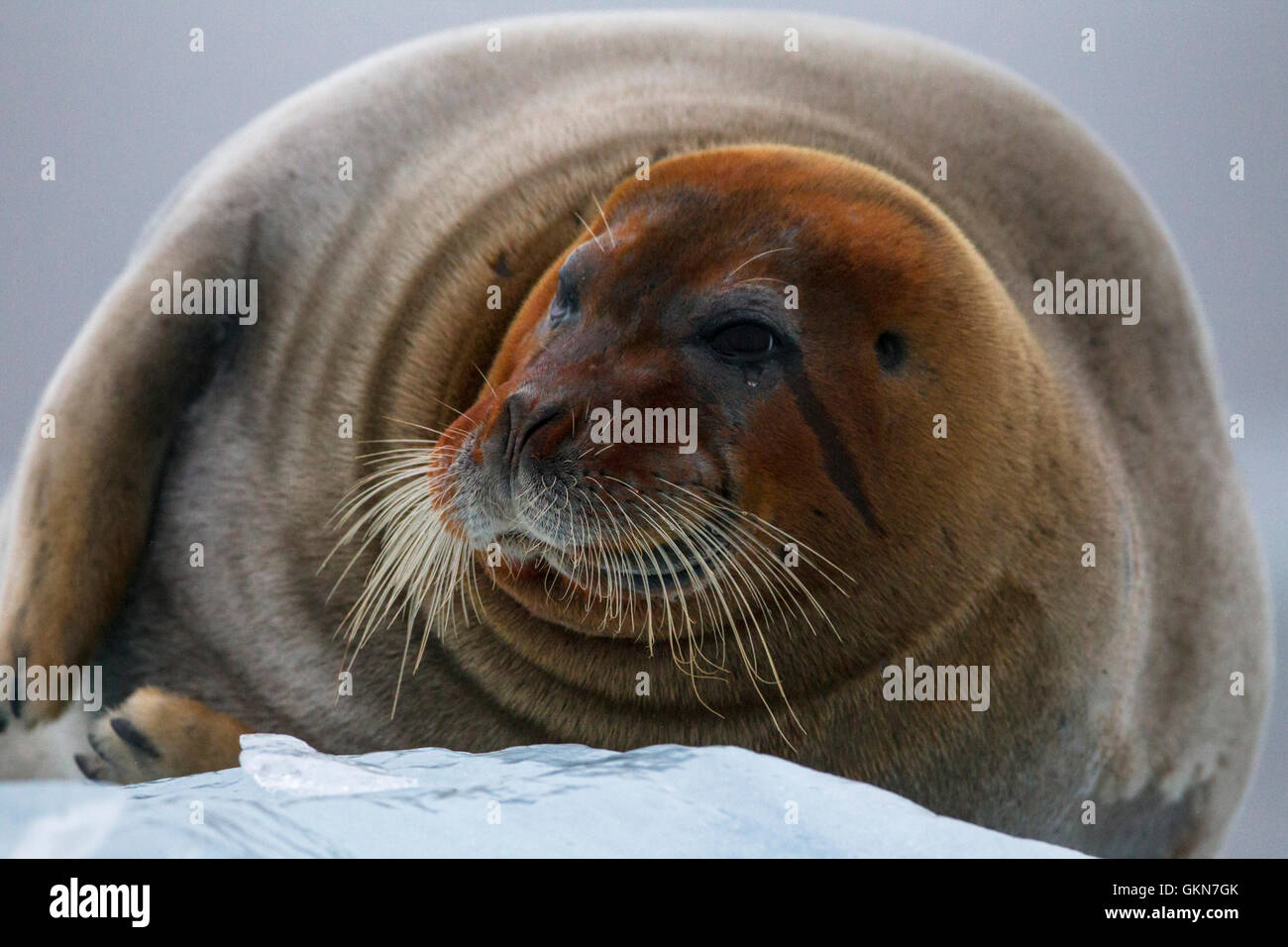 Bearded Seal on the ice at Kings Bay, Svalbard Stock Photo