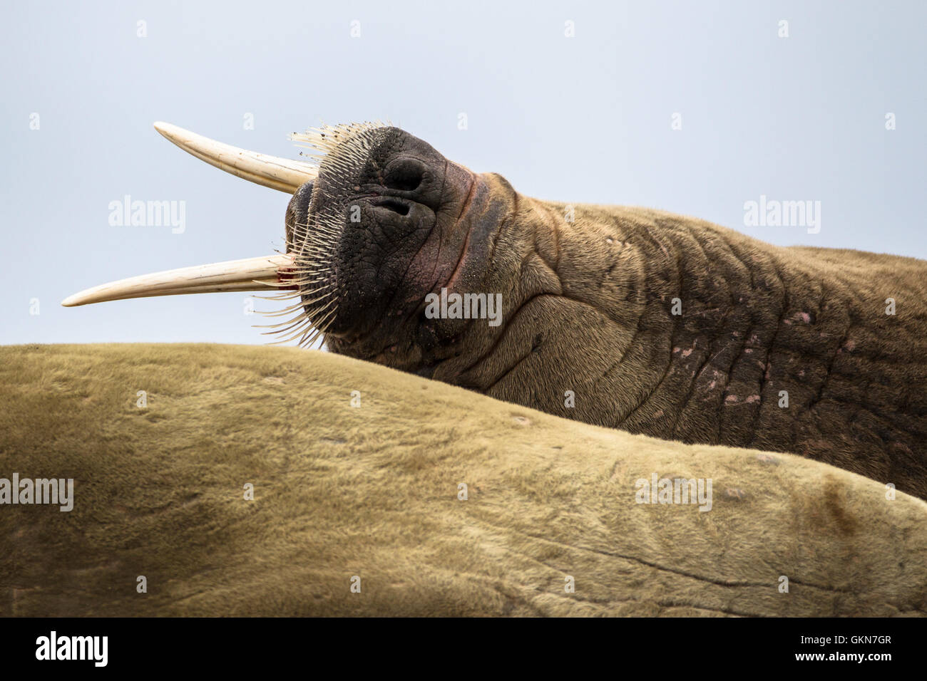 Walrus haulout Stock Photo