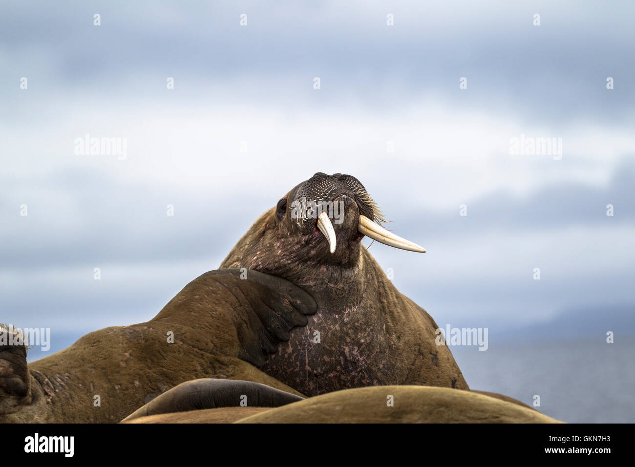 Walrus haulout Stock Photo