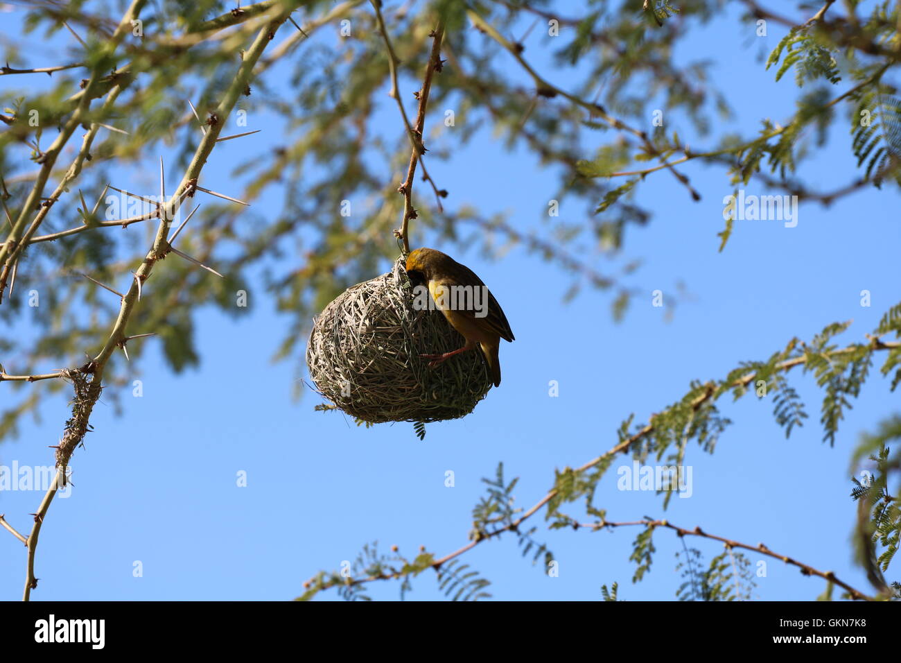 Ploceidae (weaver bird) building a nest Rietvlei Cape Town South Africa Stock Photo