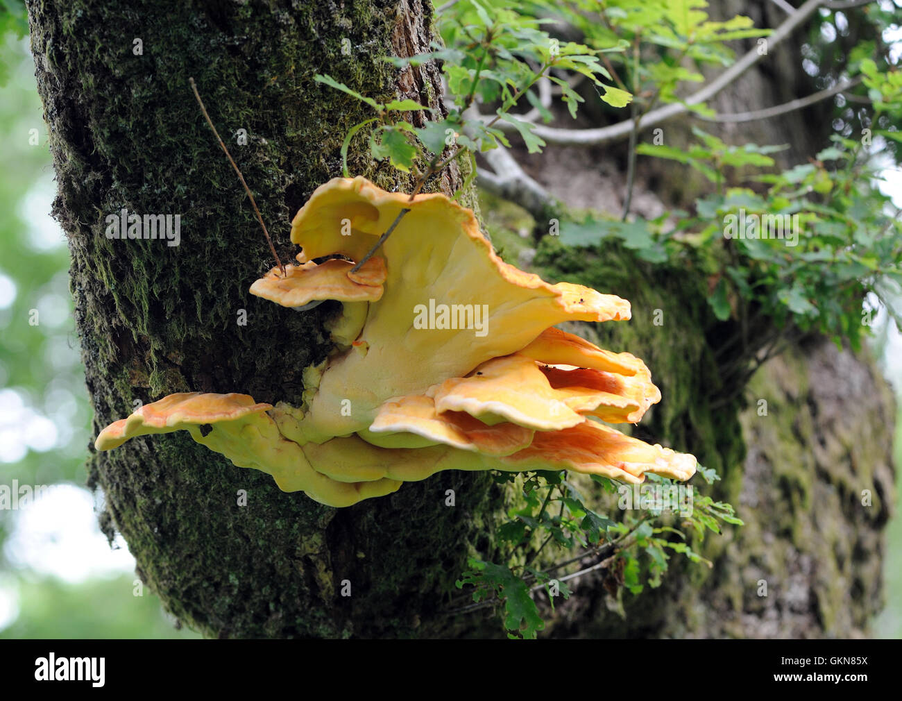 Sulphur shelf or chicken of the woods fungus (Laetiporus sulphureus) growing on the mossy trunk of an oak tree above Derwent Water Stock Photo