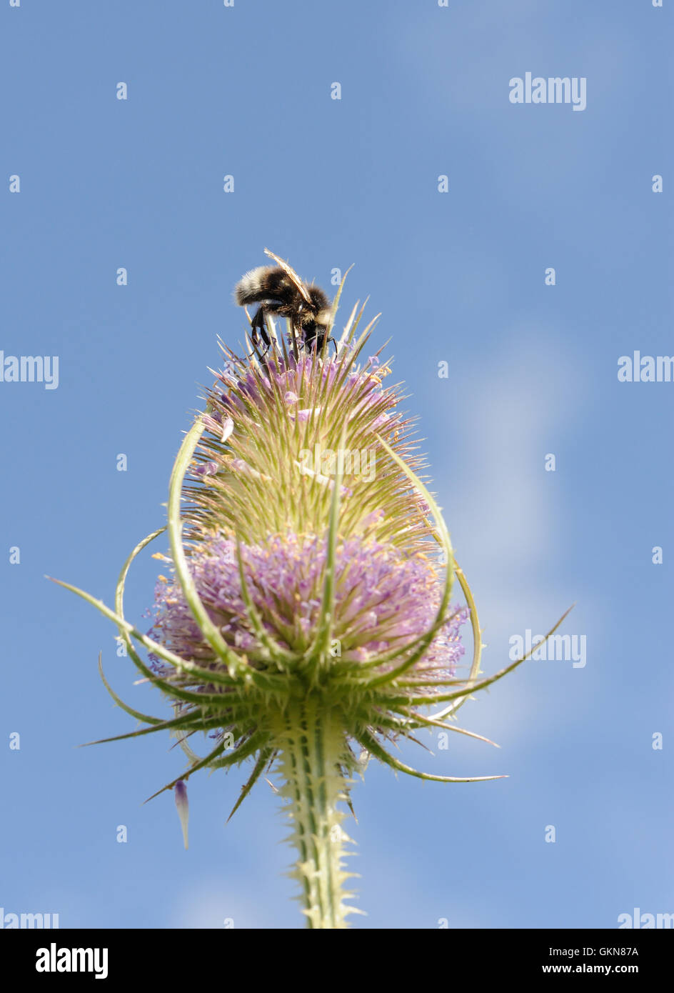 A parasitic cuckoo bee the gypsy cuckoo bumblebee (Bombus bohemicus) feeding on a teasel (Dipsacus fullonum) flower head. Bedgebury Forest, Kent, UK. Stock Photo