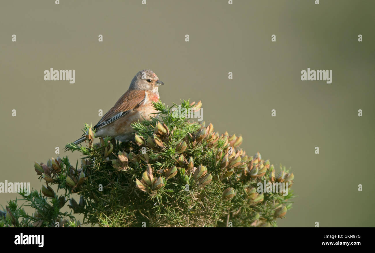 Male Common  Linnet-Carduelis cannabina perched on Gorse - Ulex europaeus. Stock Photo