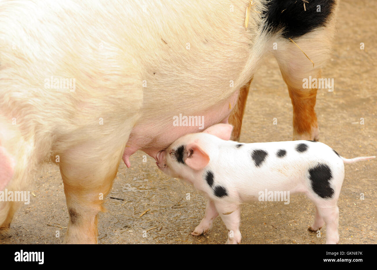 A spotted piglet suckles. Lewes, East Sussex, UK Stock Photo