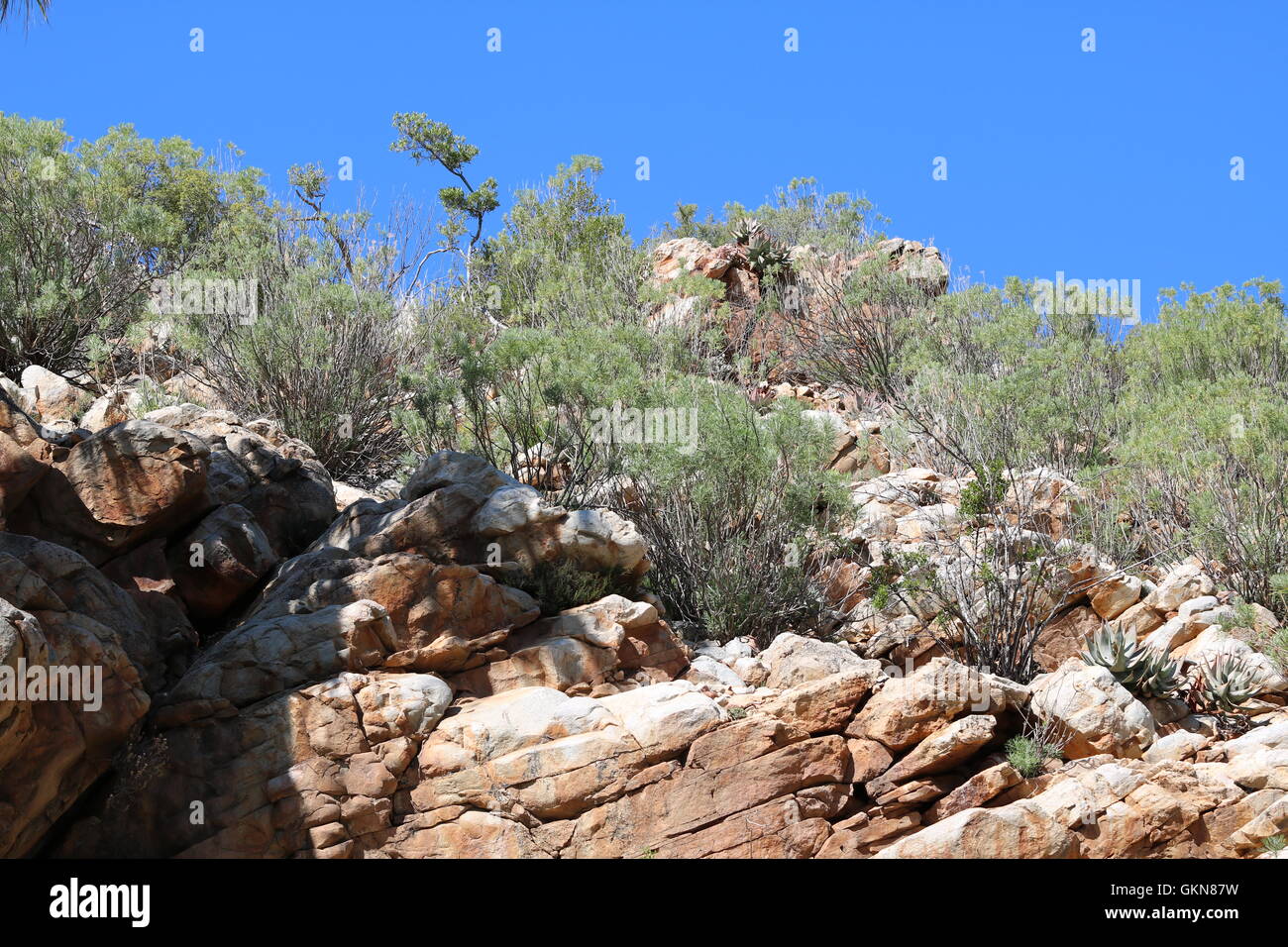 rockface, fynbos and aloes at kogmans kloof montagu south africa Stock Photo