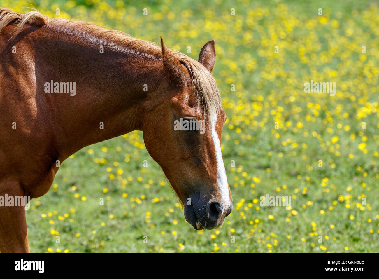 Close-up of brown horse in field of yellow flowers Stock Photo - Alamy