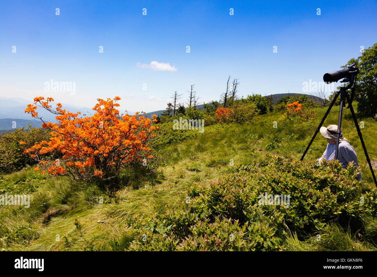 Flame Azaleas blooming on Round Bald near Roan Mountain Stock Photo Alamy