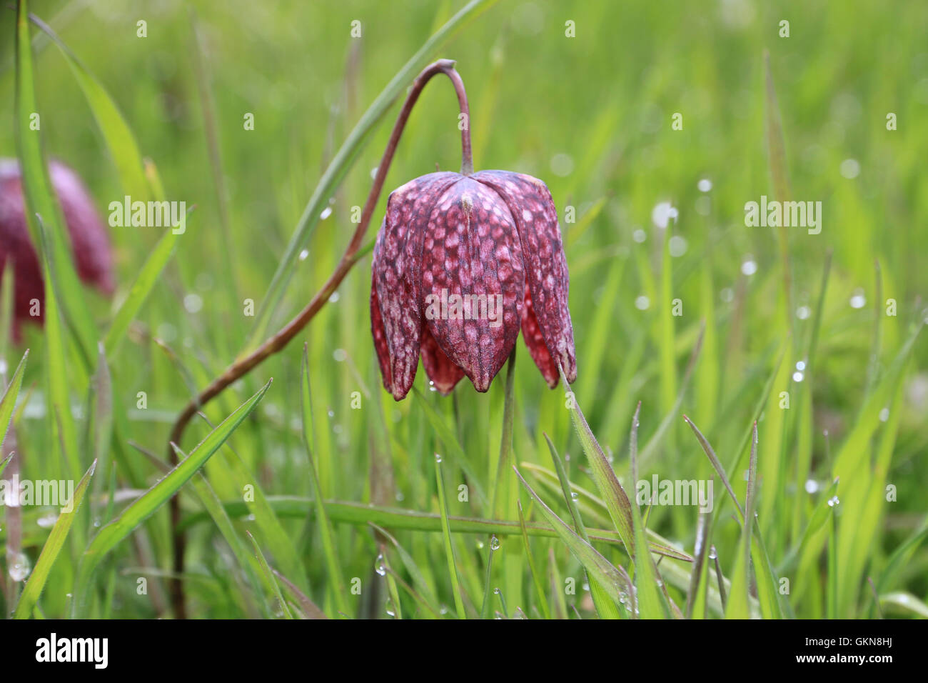 Snake's head fritillary flower with raindrops Stock Photo