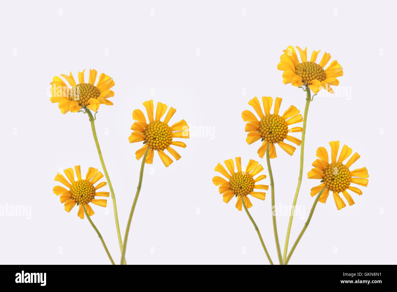 Brittle Bush Flower Stock Photo Alamy