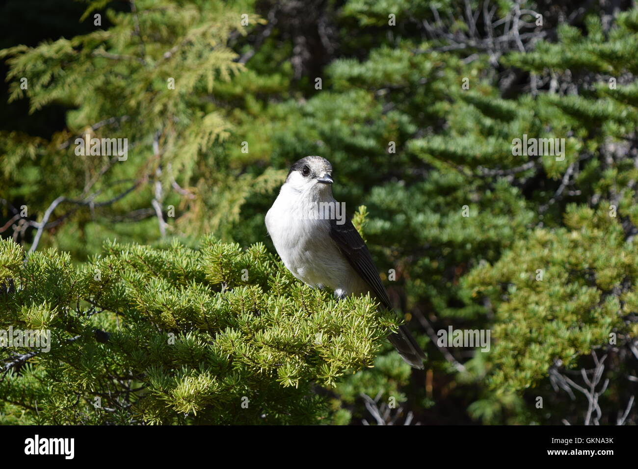 Whiskey Jack in Strathcona Park Vancouver Island Stock Photo Alamy