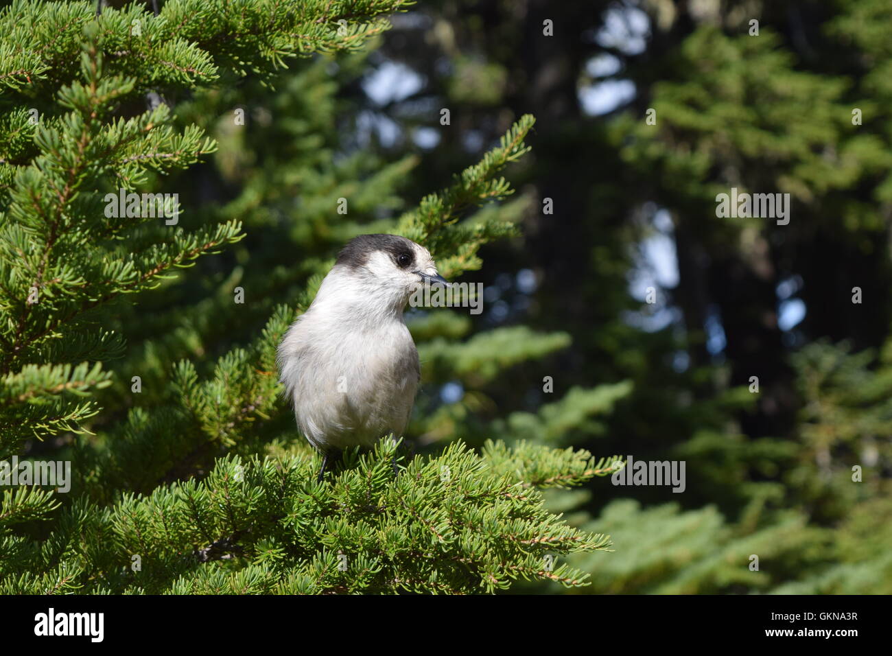 Whiskey jack bird hires stock photography and images Alamy