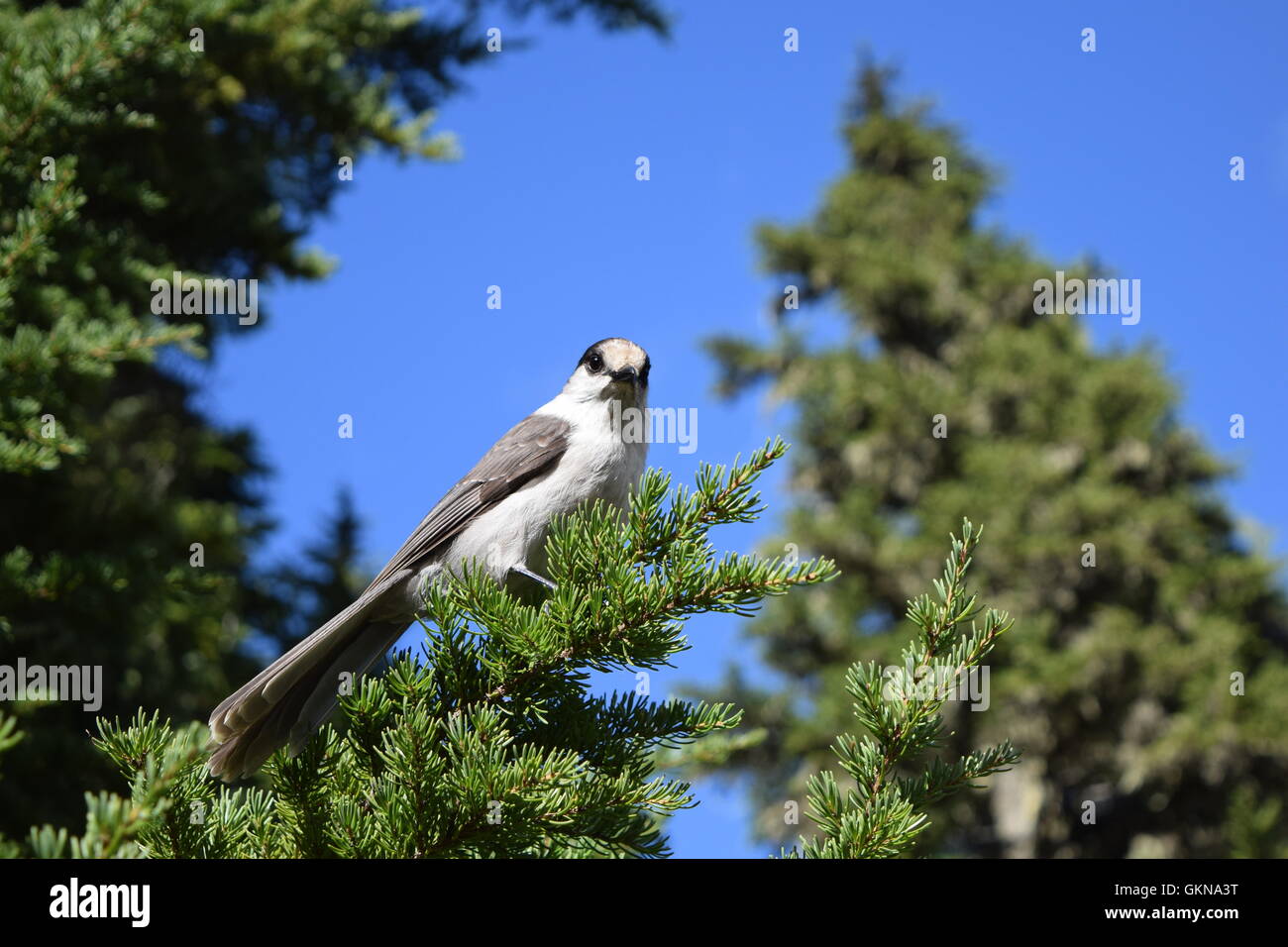 Whiskey Jack in Strathcona Park Vancouver Island Stock Photo Alamy