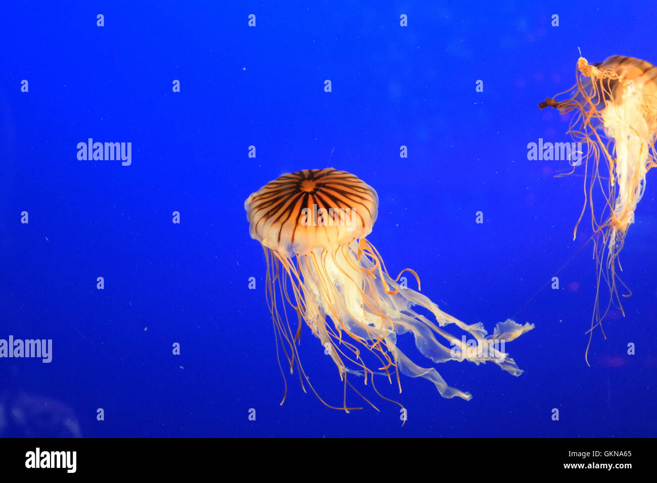 Jelly fish dance Stock Photo