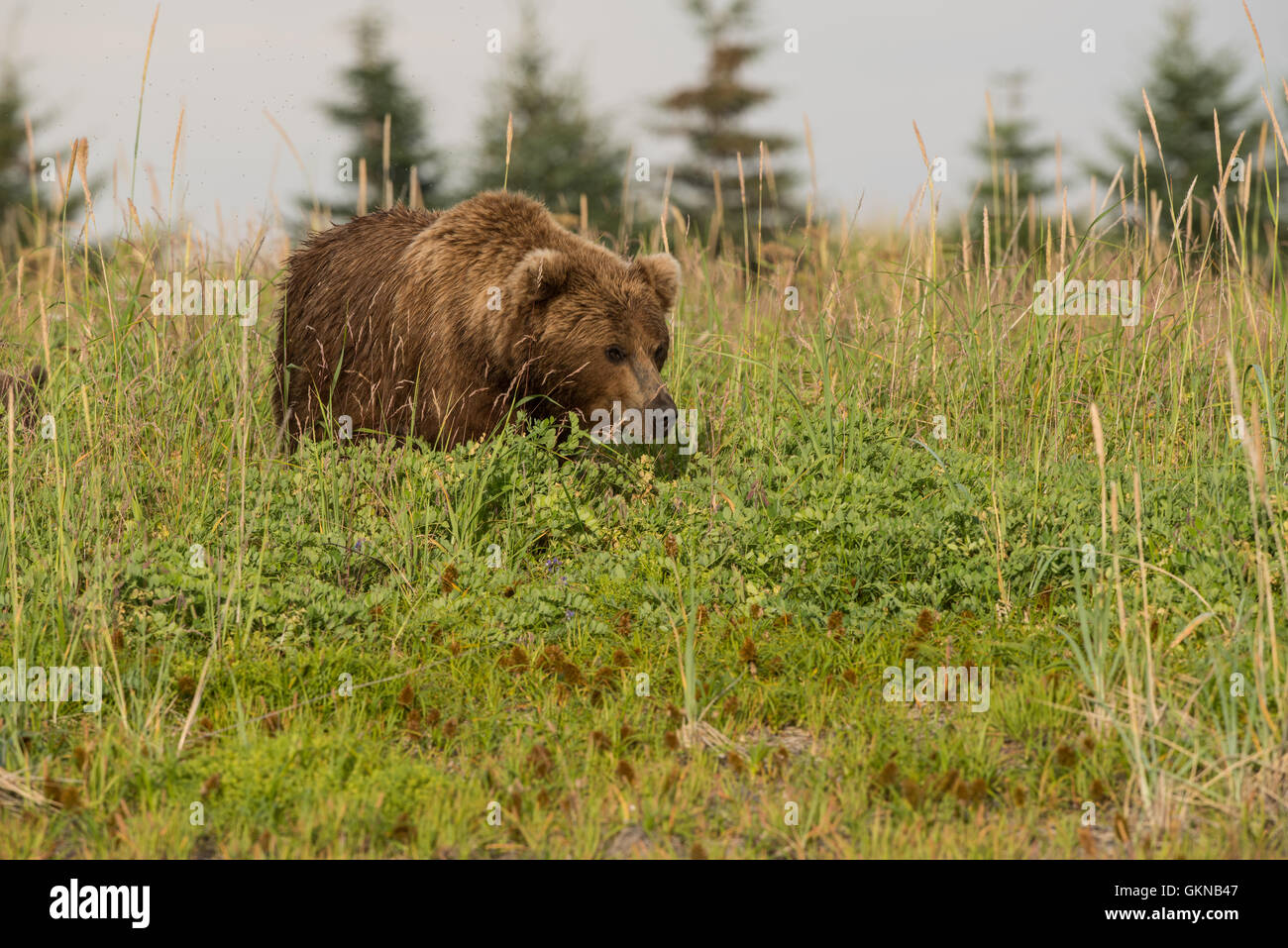 Alaskan brown bear in sedge meadow Stock Photo - Alamy