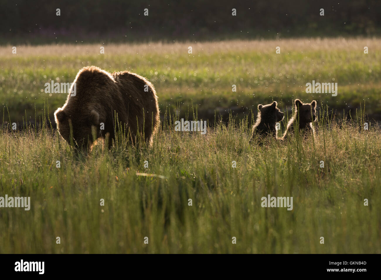 Brown bear sow and cubs hi-res stock photography and images - Alamy